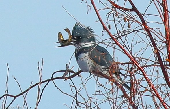 Belted Kingfisher - ML293757411
