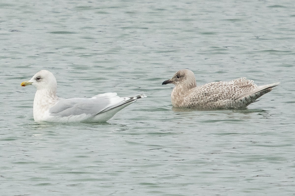 Iceland Gull (kumlieni) - Ryan Griffiths