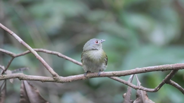 Manakin à tête blanche - ML293757911