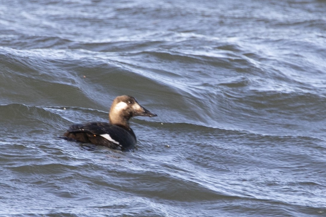 White-winged Scoter - ML293758431