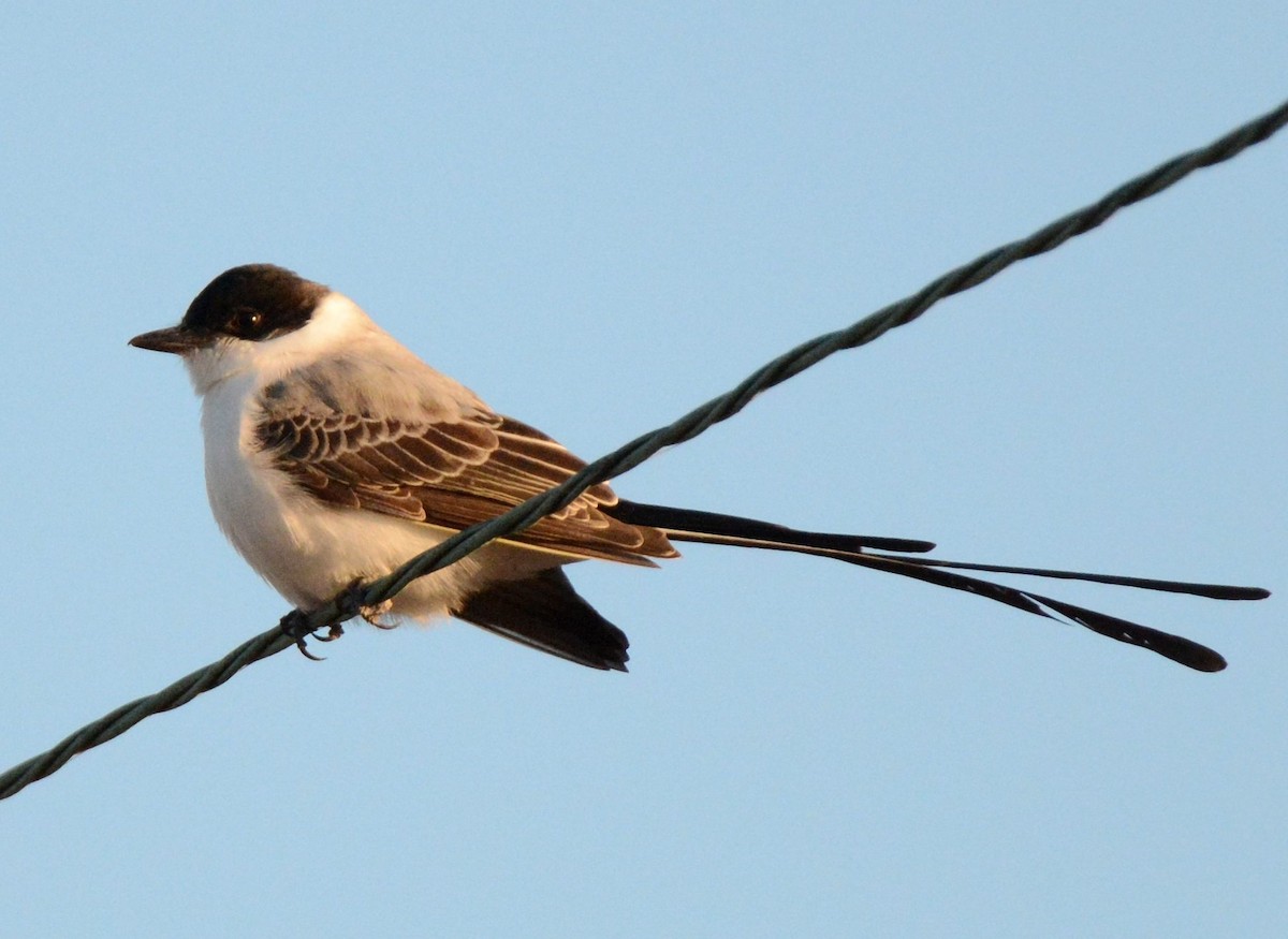 Fork-tailed Flycatcher - ML293758461