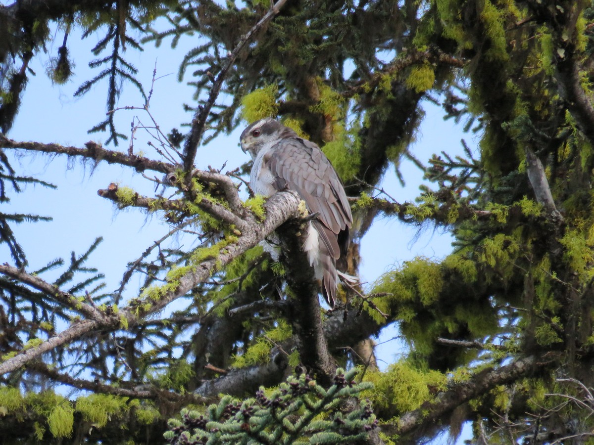 American Goshawk - ML29375981