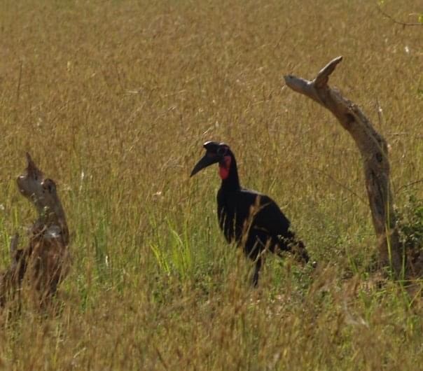 Abyssinian Ground-Hornbill - ML293760911