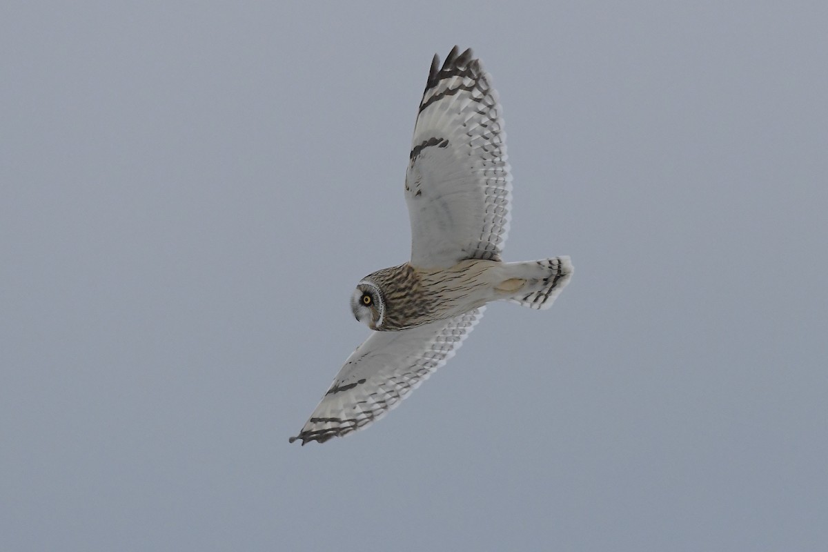 Short-eared Owl (Northern) - R. Stineman