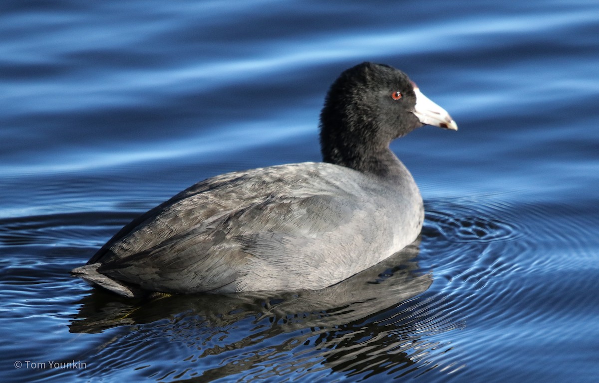 American Coot - Tom Younkin