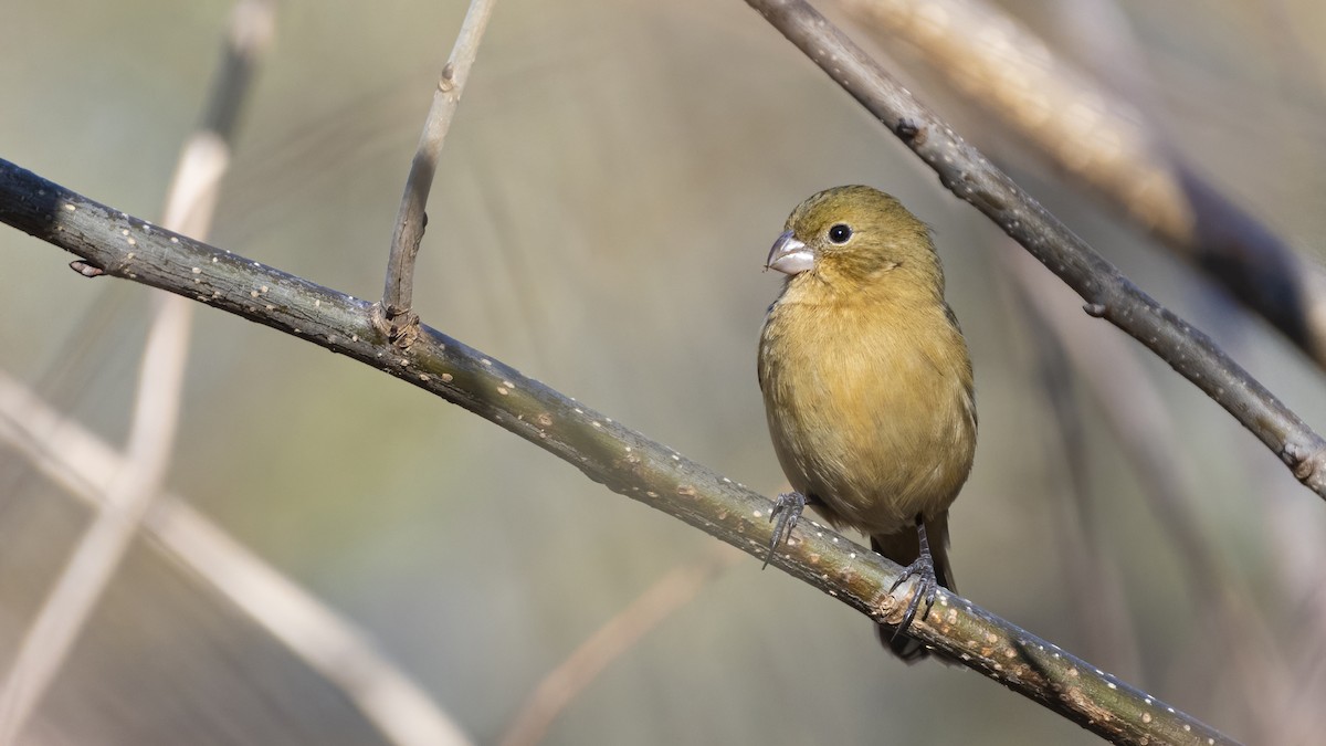 Morelet's Seedeater - Bryan Calk