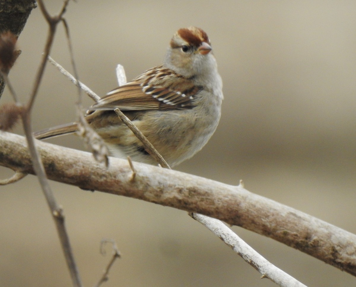 White-crowned Sparrow - ML293764441