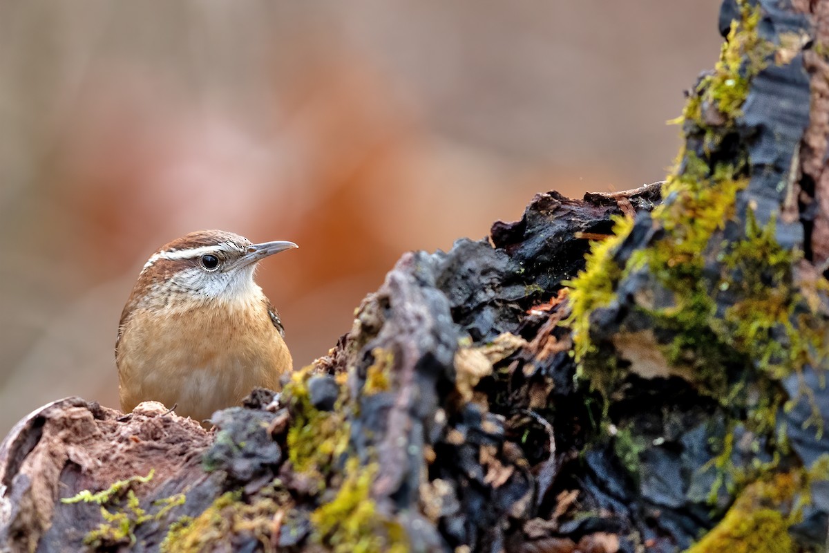 Carolina Wren - ML293764811