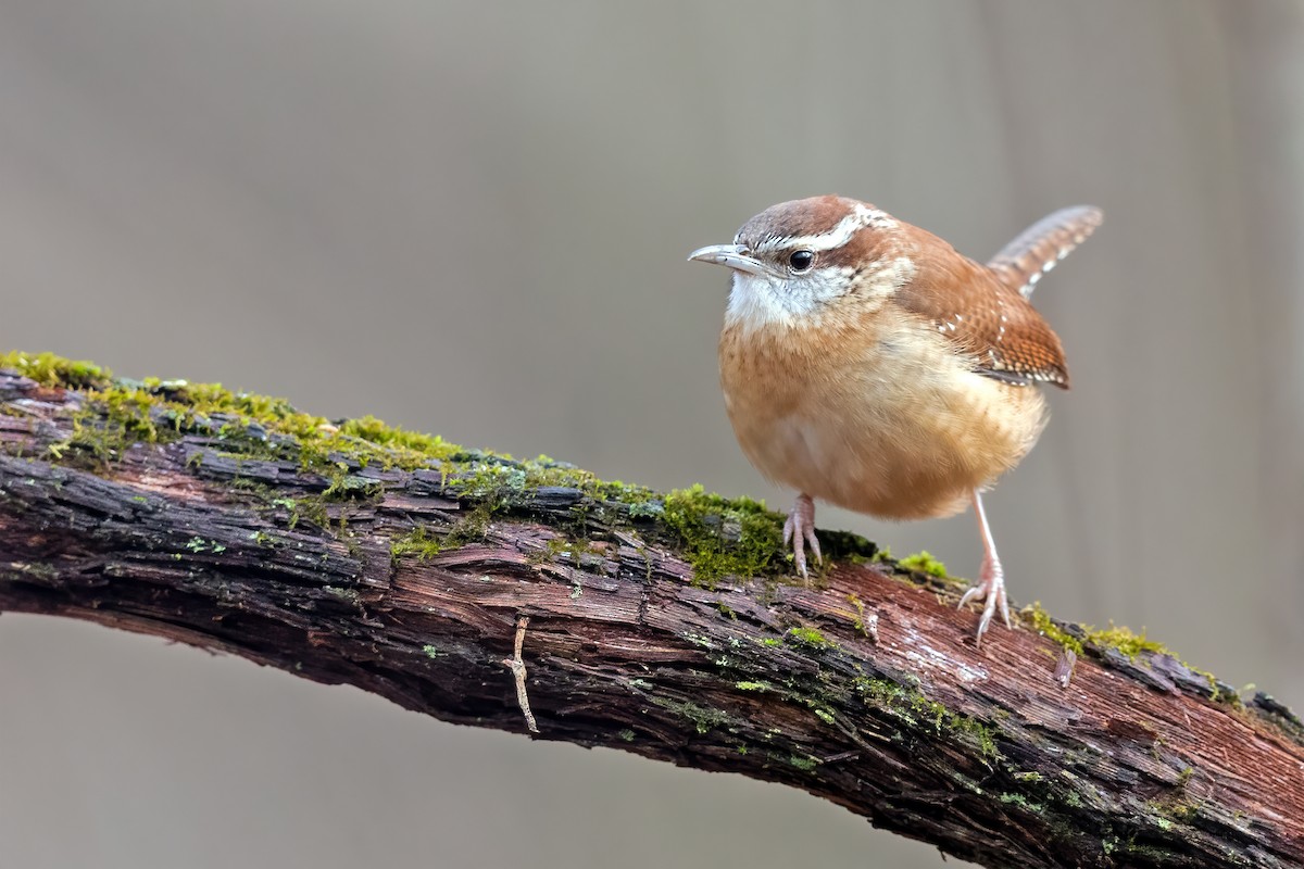 Carolina Wren - ML293764841