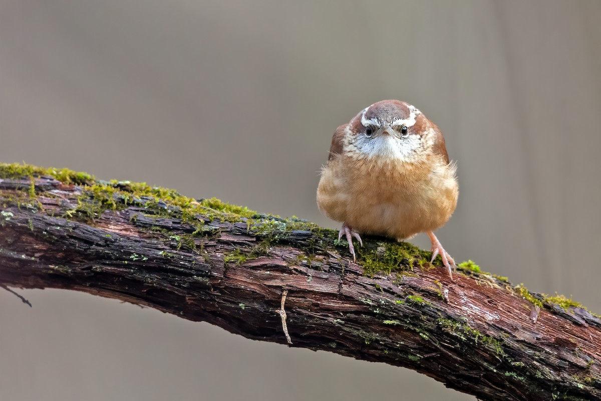 Carolina Wren - Brad Imhoff