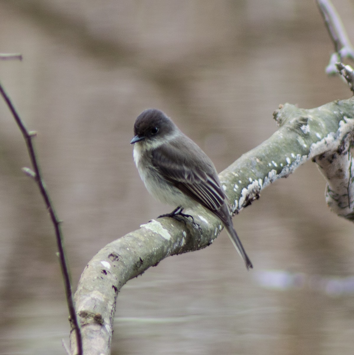 Eastern Phoebe - ML293765321
