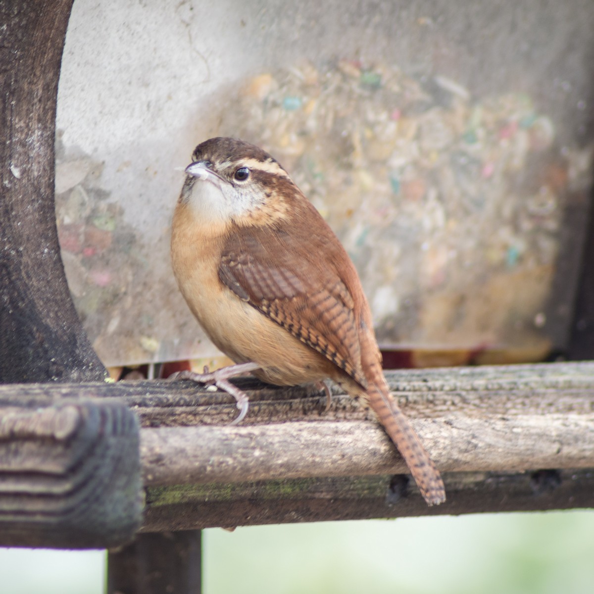 Carolina Wren - ML293765501