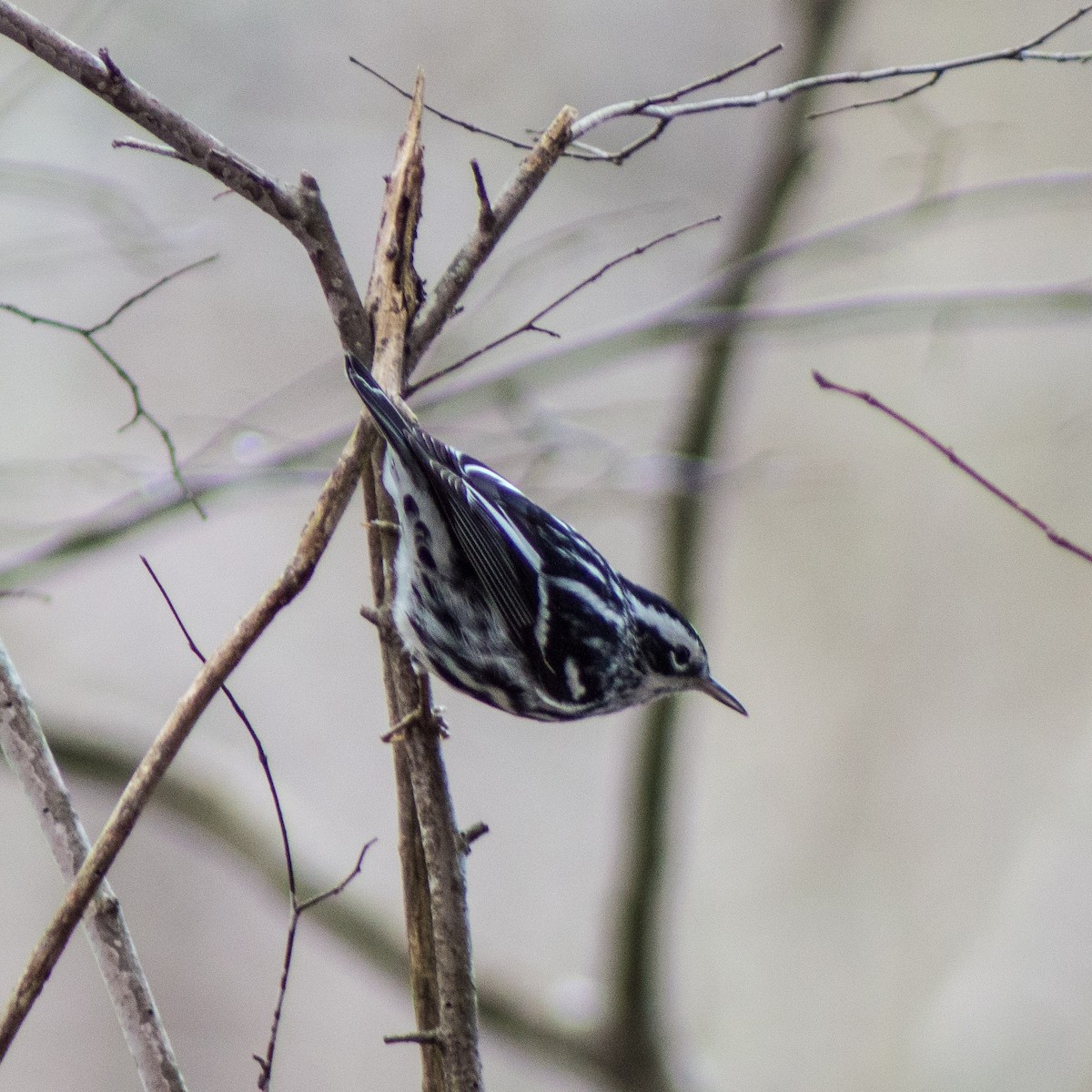 Black-and-white Warbler - ML293765661