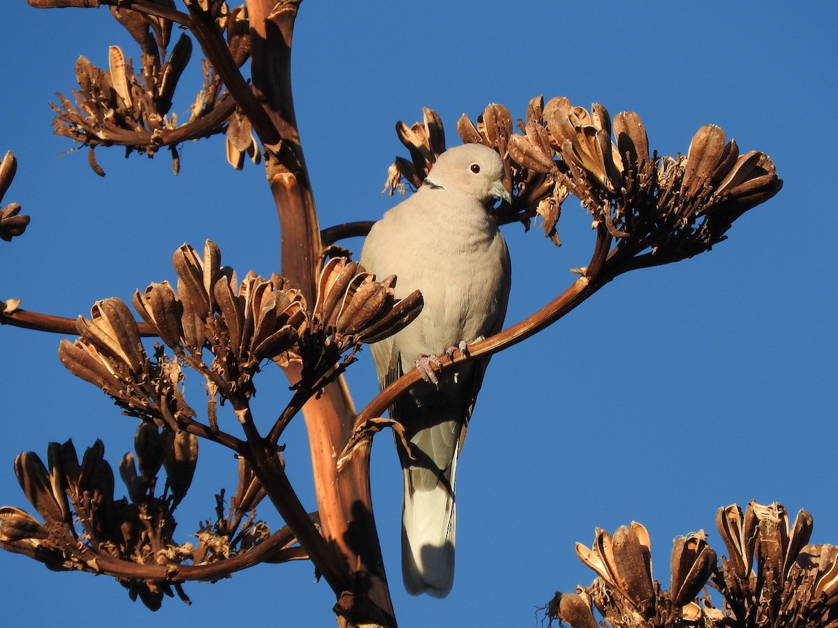 Eurasian Collared-Dove - ML293765741