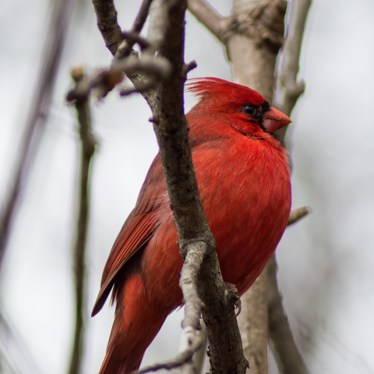 Northern Cardinal - ML293765971
