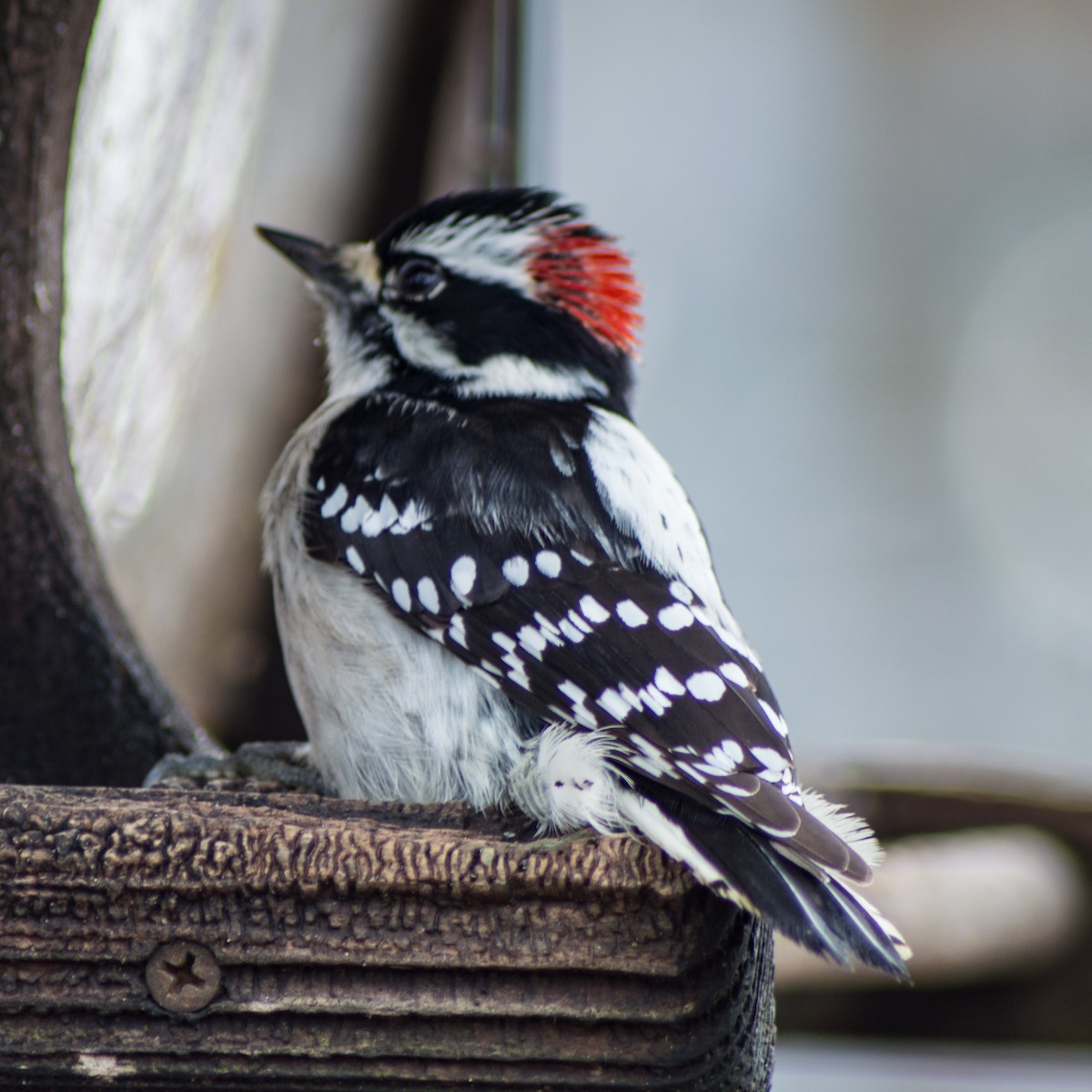 Downy Woodpecker - ML293766131