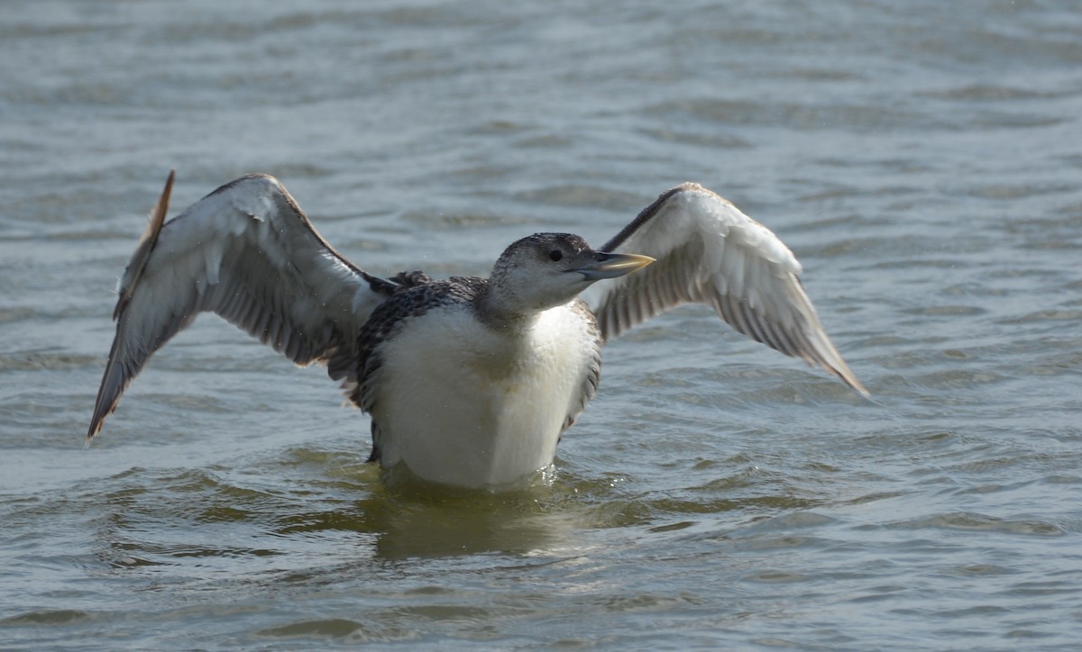 Yellow-billed Loon - ML29376701