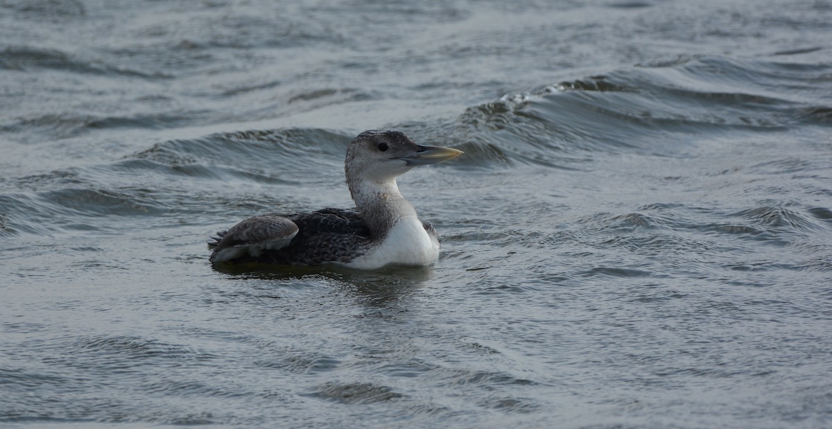 Yellow-billed Loon - Kyle Horton