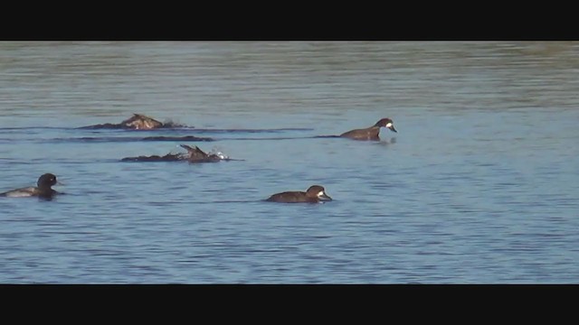 Lesser Scaup - ML293769561