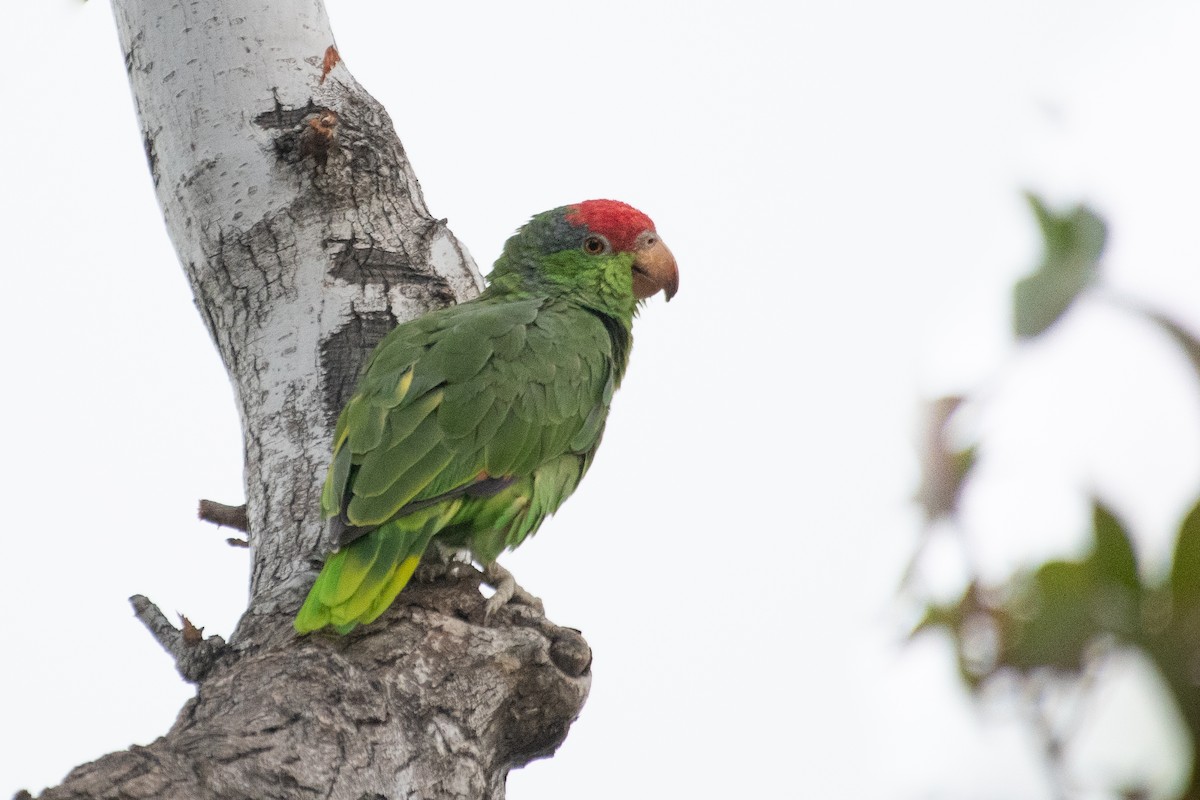 Amazona Tamaulipeca - ML293770391