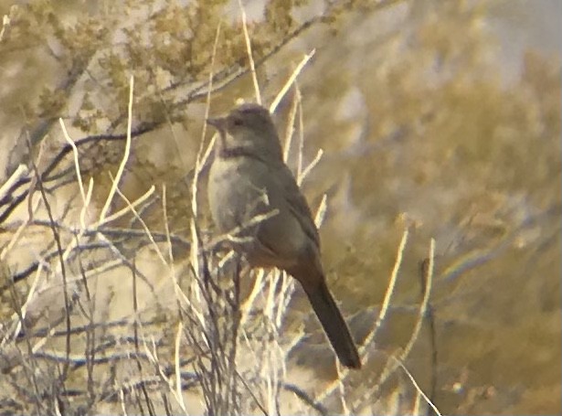California Towhee - ML293770481
