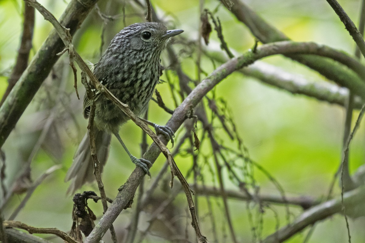 Dusky-tailed Antbird - ML293770751