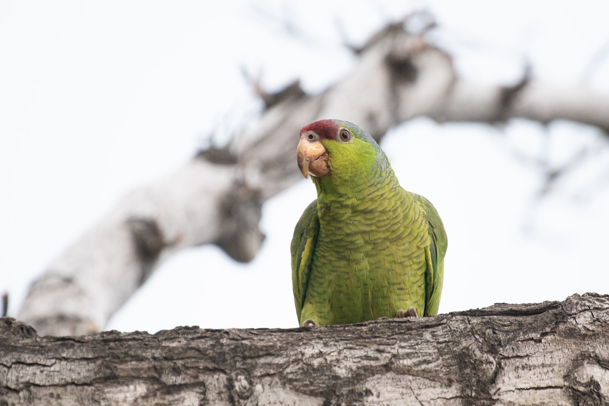 Lilac-crowned Parrot - ML293770771