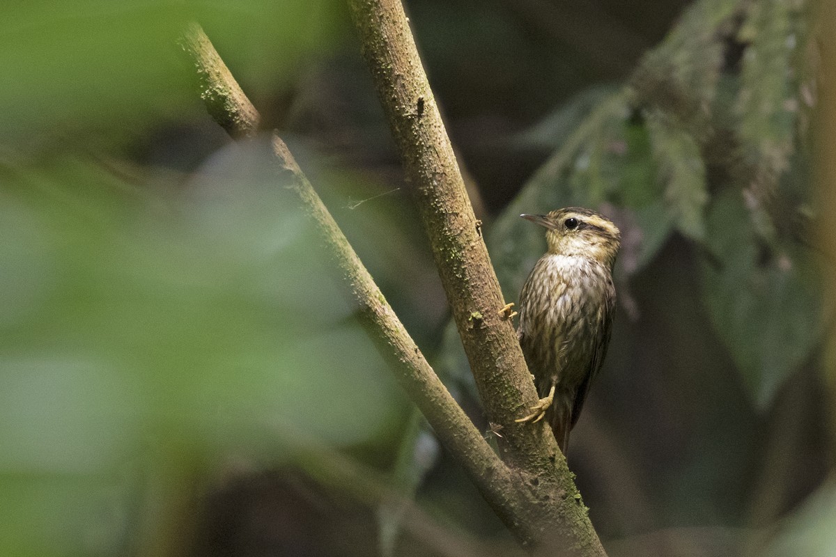 Sharp-billed Treehunter - ML293771001