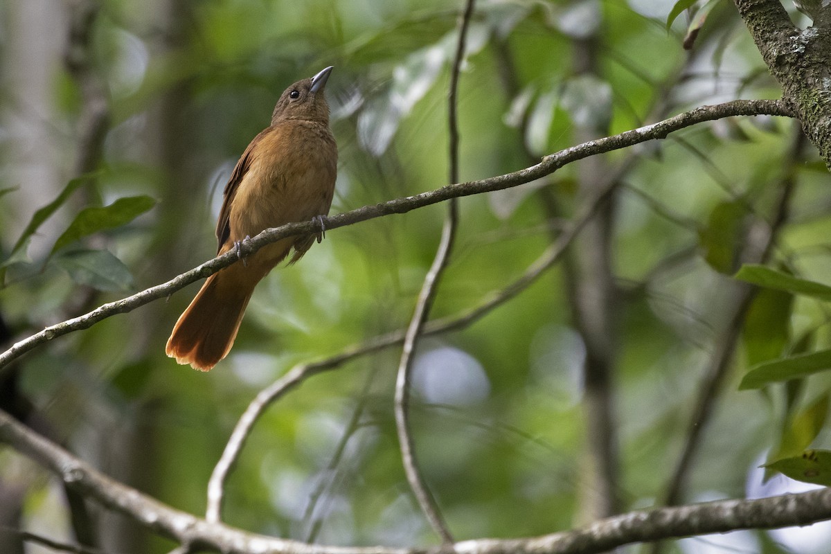 Ruby-crowned Tanager - ML293771771