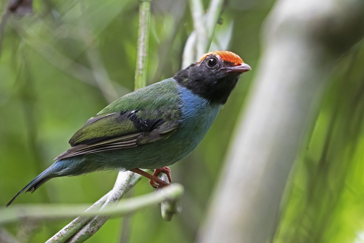 Swallow-tailed Manakin - ML293772371