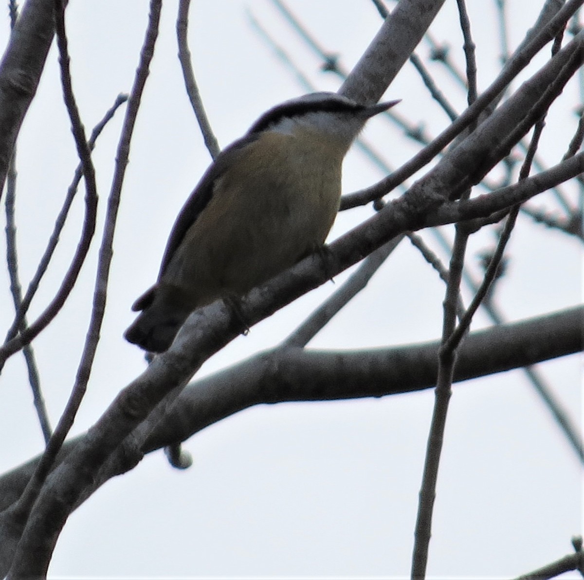 Red-breasted Nuthatch - ML293773011