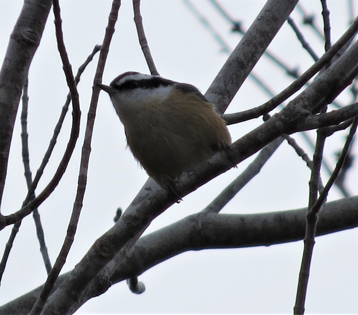 Red-breasted Nuthatch - ML293773241