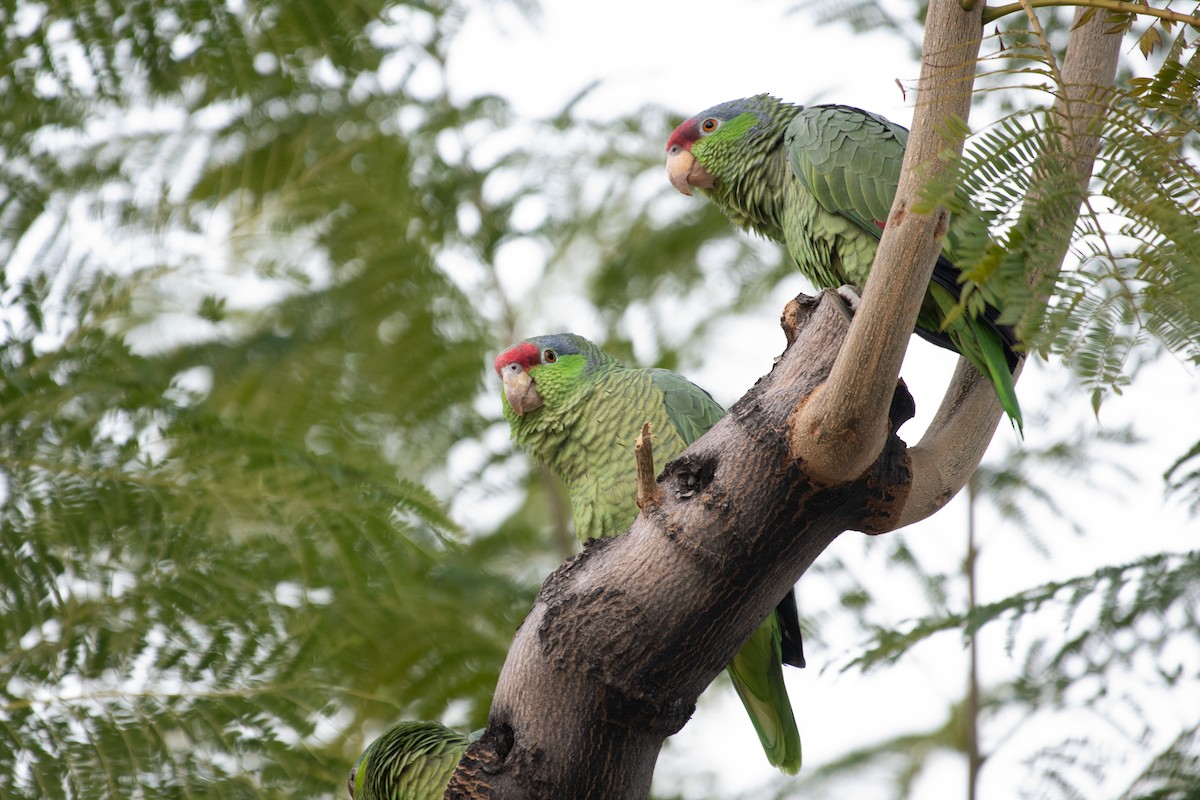 Lilac-crowned Parrot - ML293773531