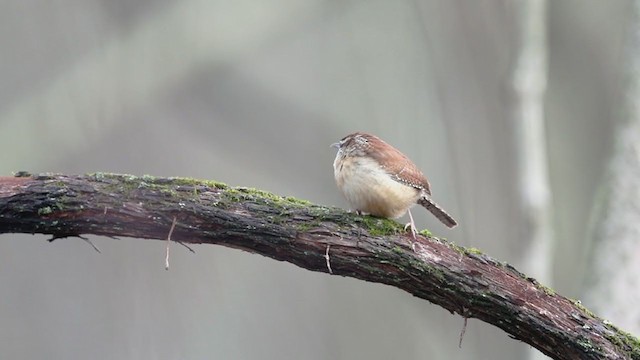 Carolina Wren - ML293774811