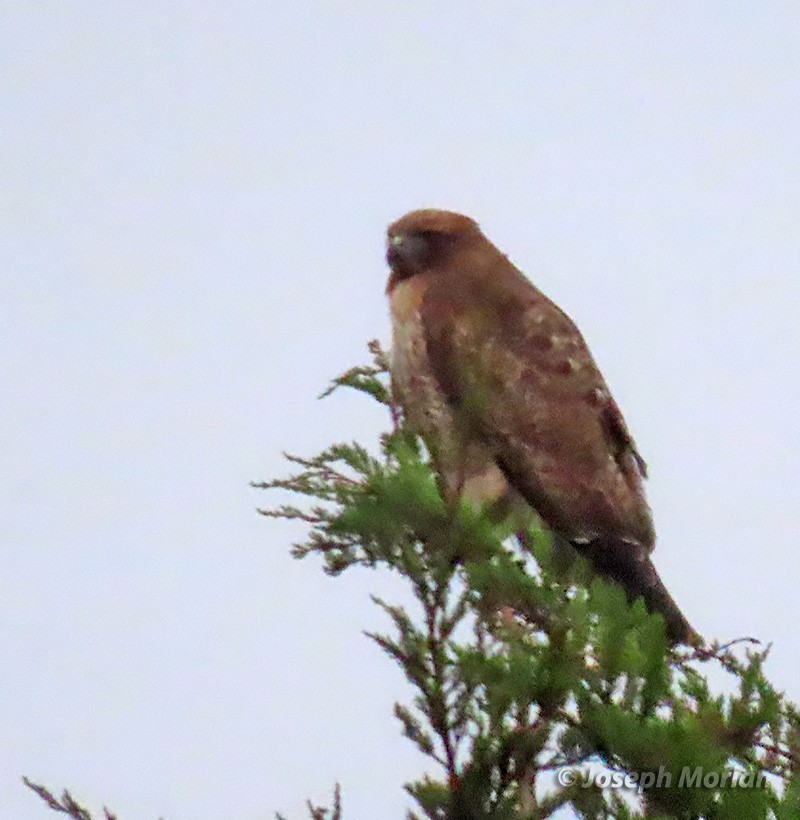 Red-tailed Hawk - ML293775481