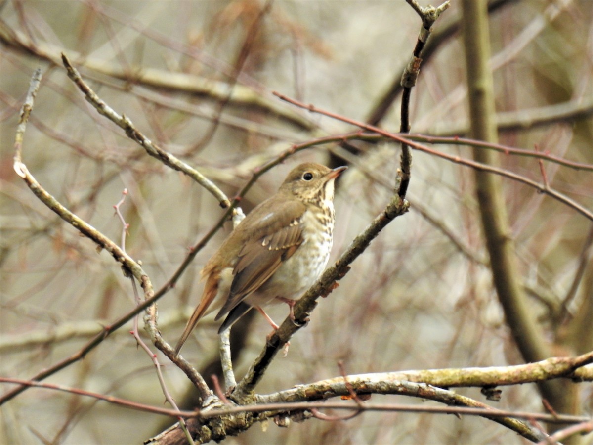 Hermit Thrush - ML293775571