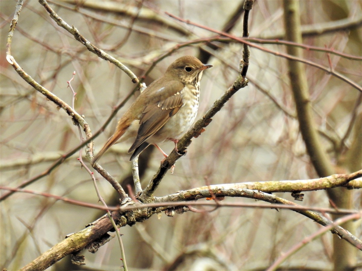 Hermit Thrush - ML293775821