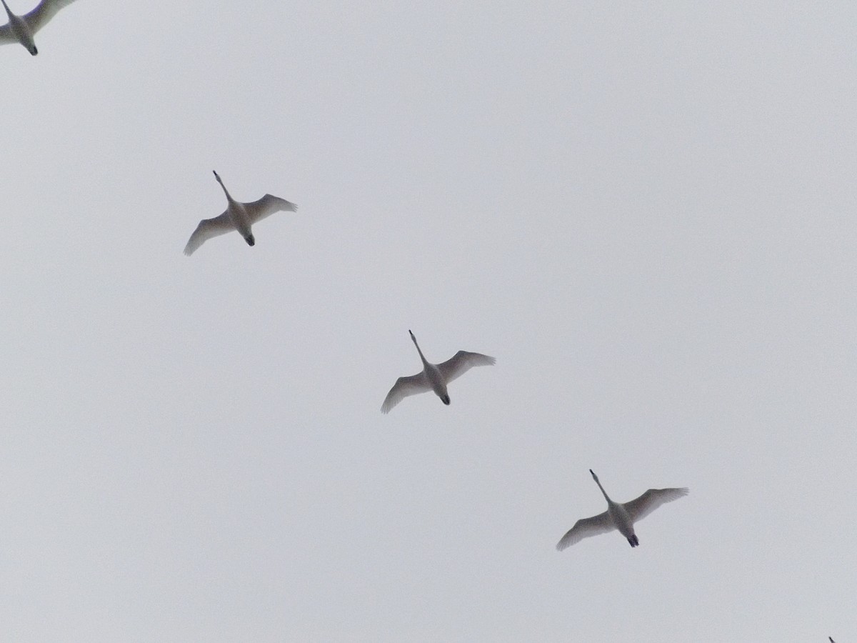 Tundra Swan - ML293775991