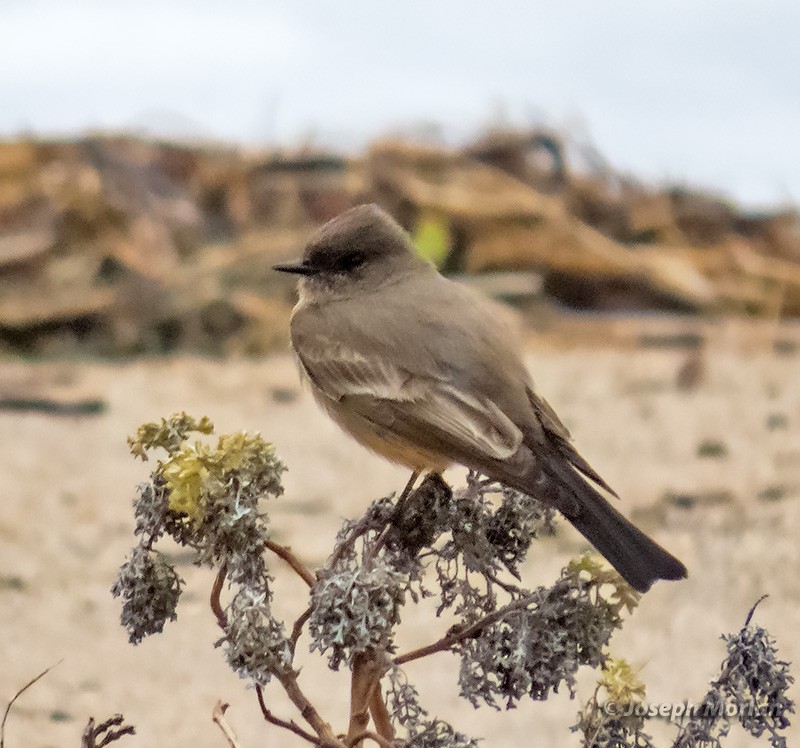 Say's Phoebe - ML293776001