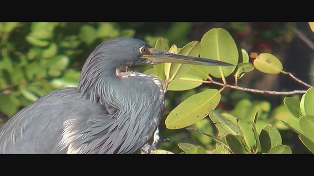 Tricolored Heron - ML293777631