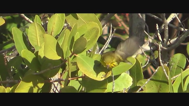 Prairie Warbler - ML293777851