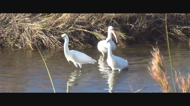 Snowy Egret - ML293778911