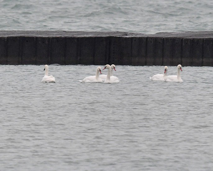 Mute Swan - ML293779411