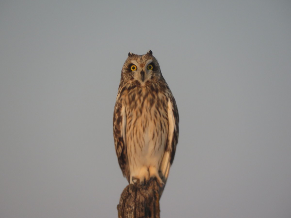 Short-eared Owl - ML293779631