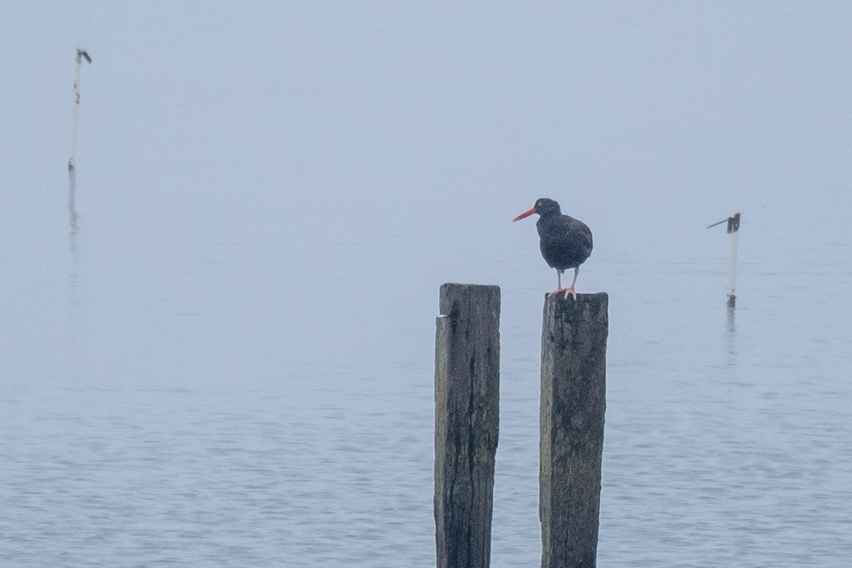 Black Oystercatcher - ML293781701