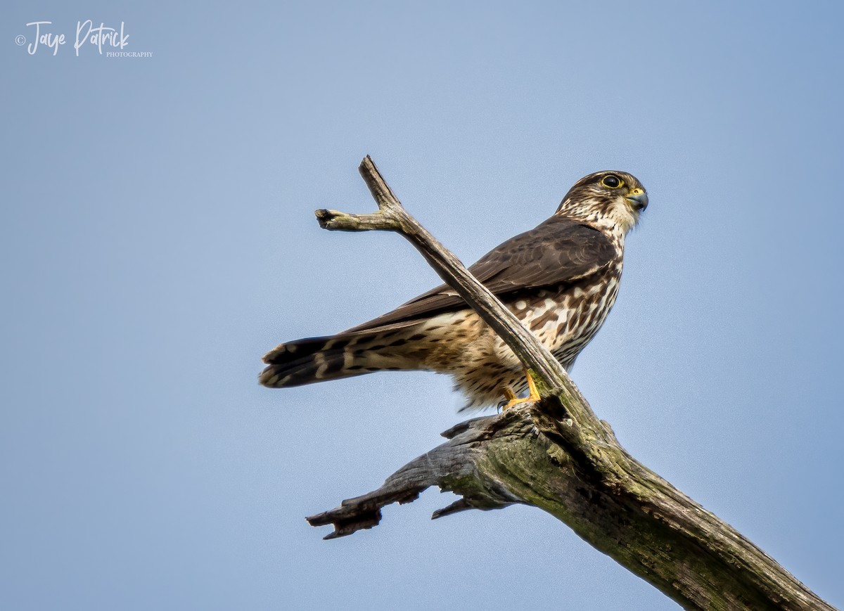 Merlin - ML293783331