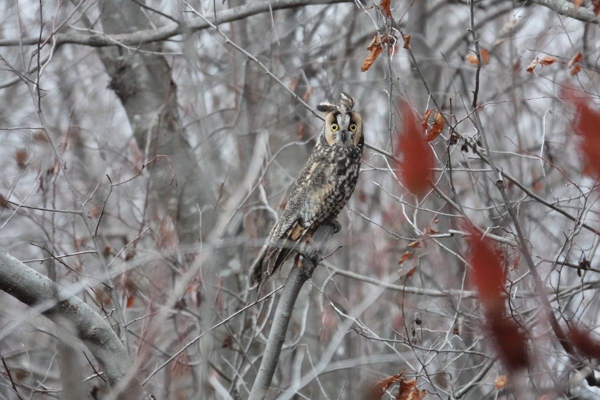 Long-eared Owl - ML293783361