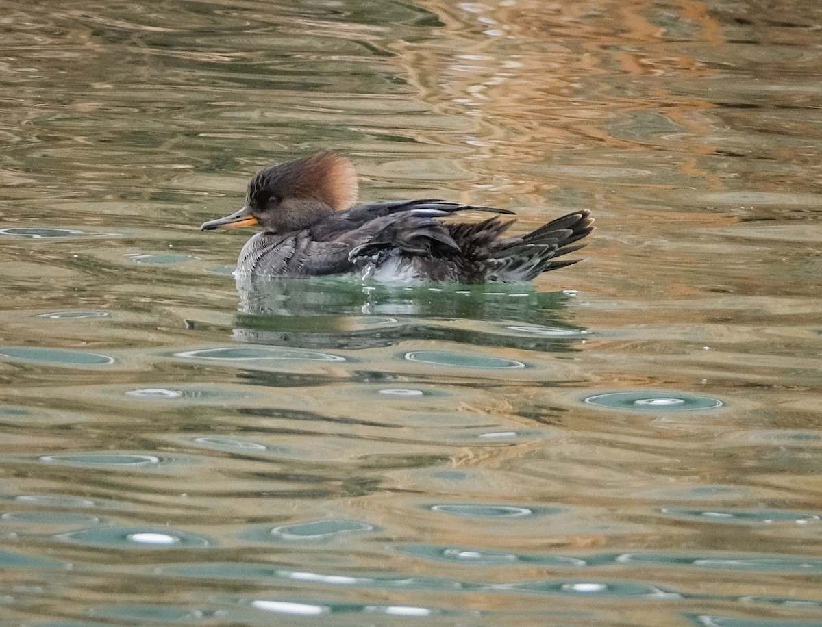 Hooded Merganser - Jeff Black