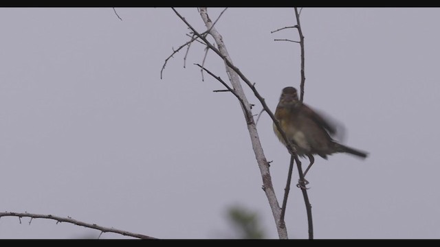 Dickcissel d'Amérique - ML293784781