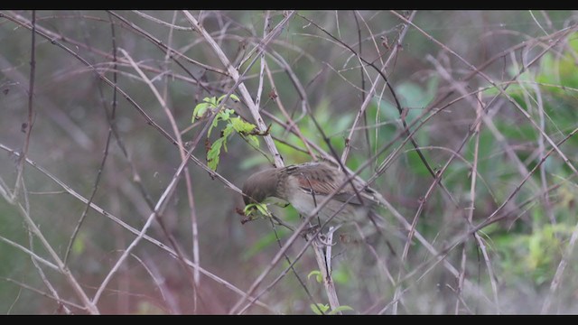 Dickcissel d'Amérique - ML293784961